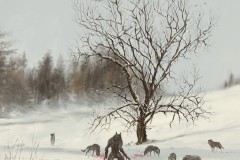 jakub-rozalski-wolfpack-winter01